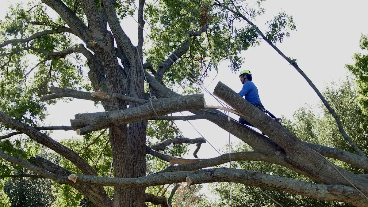 Professional Crown Thinning performed by certified arborists in Bunker